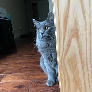 Meet your Posher, Charlene